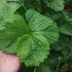 Aardbeienbladeren