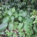 Alles over Gifsumak / Poison Ivy