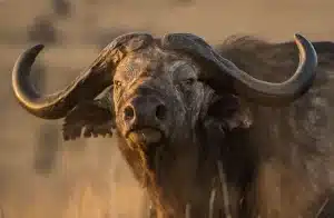 Alles Wat Je Moet Weten Over Taurine