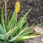 Aloë Vera Gebruiken Voor Minder Rimpels Voor Een Huid Die Iedere Dag Gezondheid Uitstraalt