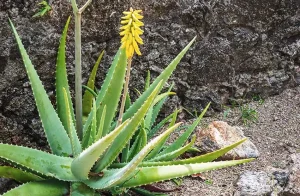 Aloë Vera Gebruiken Voor Minder Rimpels Voor Een Huid Die Iedere Dag Gezondheid Uitstraalt