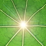 Als Het Op Fotosynthese 🍃☀️ Aankomt, Voeren Planten Kwantumberekeningen Uit 🤓