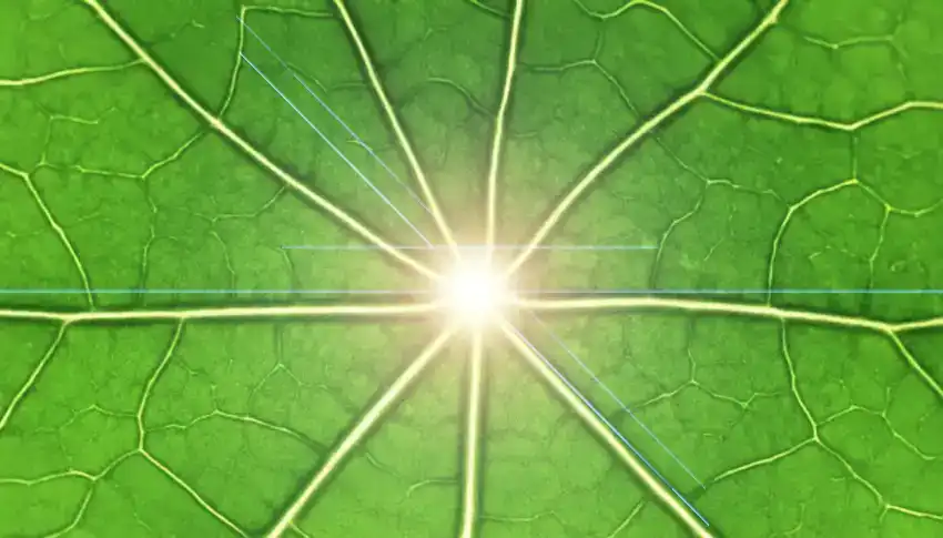 Als Het Op Fotosynthese 🍃☀️ Aankomt, Voeren Planten Kwantumberekeningen Uit 🤓