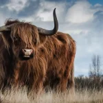 De ongelofelijke voordelen van Taurine