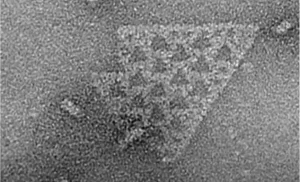 De Ontdekking van de Eerste Fractale Molecuul in Bacteriën