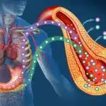 De VERRASSENDE Wetenschappelijke Manier Om Snel Buikvet Te Verbranden