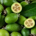 Feijoa