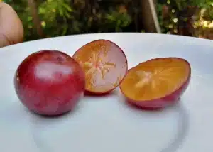 Governor's Plum - De Gouverneurs Pruim Uit De Caraïben