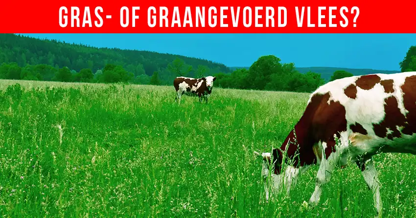 Grasgevoerd versus Graangevoerd Rundvlees: Wat is Beter voor Je Gezondheid?