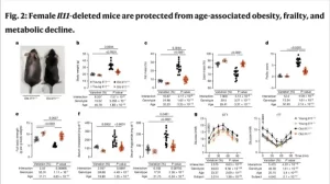 IL-11: De Nieuwe Sleutel tot 25% Langer Leven?