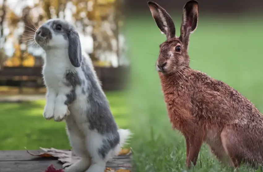 Konijnen en Hazen: De Verschillen Tussen Twee Unieke Diersoorten