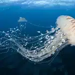 Organismen Zonder Hersenen Kunnen Ook Leren—Dus Wat Betekent Het Om Een Denkend Wezen Te Zijn?