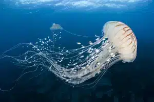Organismen Zonder Hersenen Kunnen Ook Leren—Dus Wat Betekent Het Om Een Denkend Wezen Te Zijn?