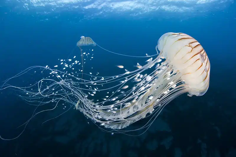 Organismen Zonder Hersenen Kunnen Ook Leren—Dus Wat Betekent Het Om Een Denkend Wezen Te Zijn?
