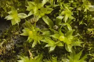 Physcomitrella