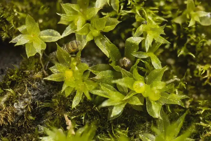 Physcomitrella