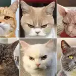 Sound Healing voor Katten