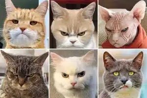 Sound Healing voor Katten