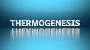 Waarom Het Thermogene Effect van Eiwitten Een Belangrijke Sleutel tot Gewichtsverlies Is