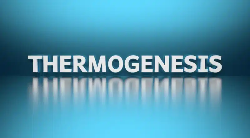 Waarom Het Thermogene Effect van Eiwitten Een Belangrijke Sleutel tot Gewichtsverlies Is