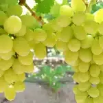 Witte druiven