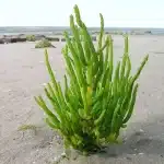 Zeekraal - Zilte groente die aan de kust groeit Bron van mineralen + 3 recepten